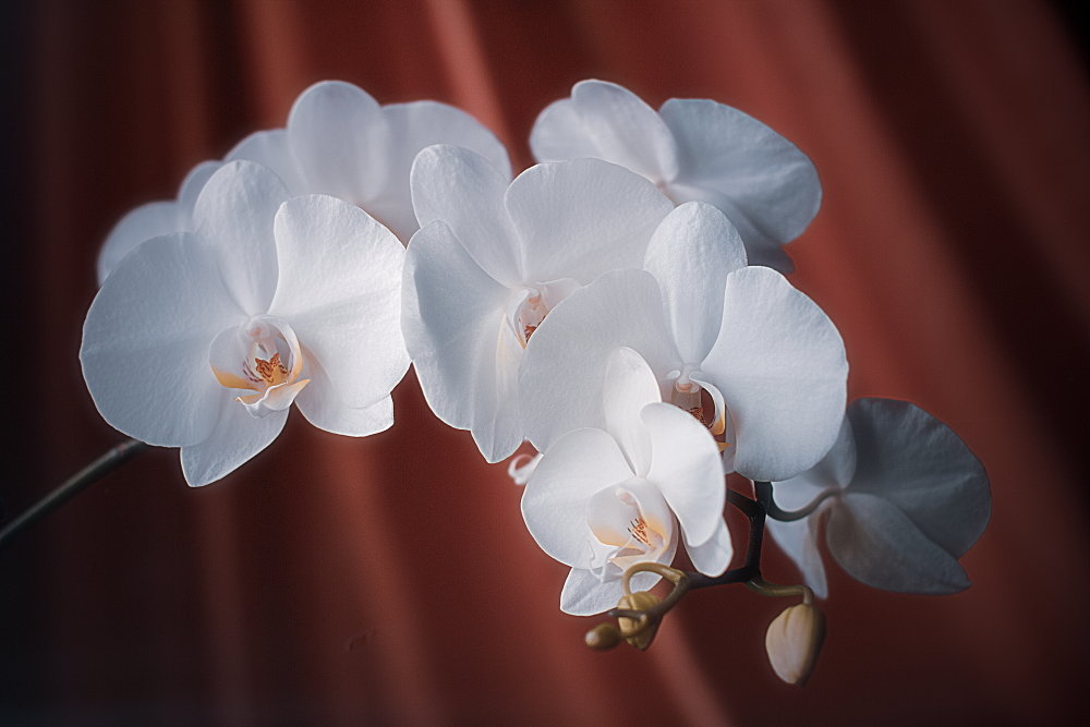 Орхидея - Laborant Григоров