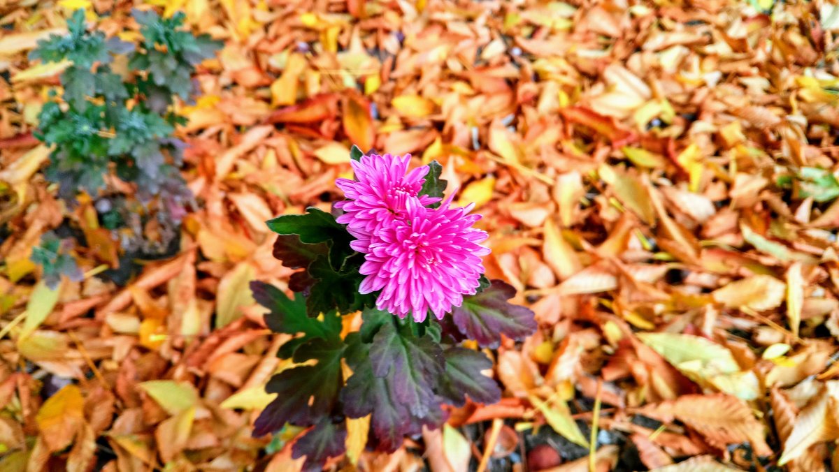 Осенний цветок - Дмитрий 
