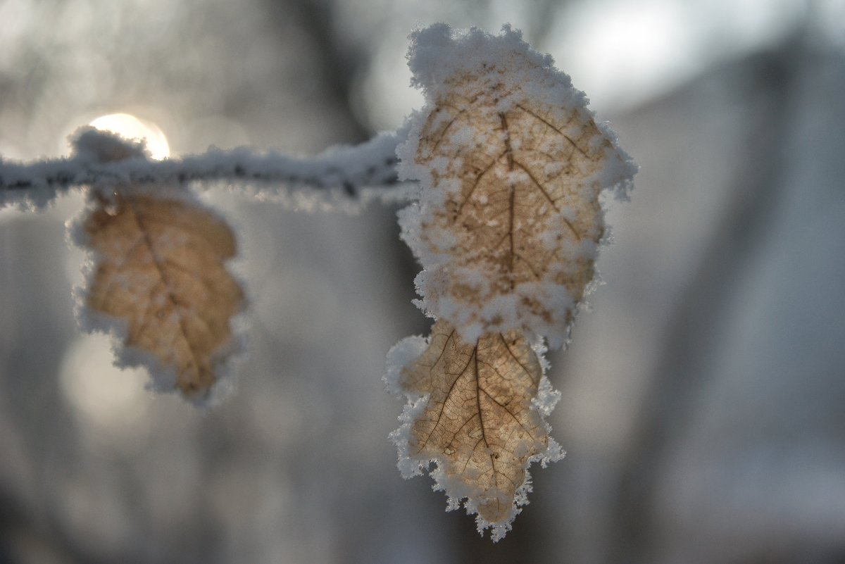 Frost - Ирина Секачева