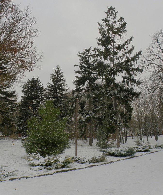 Зима в Ботаническом саду - Александр Рыжов