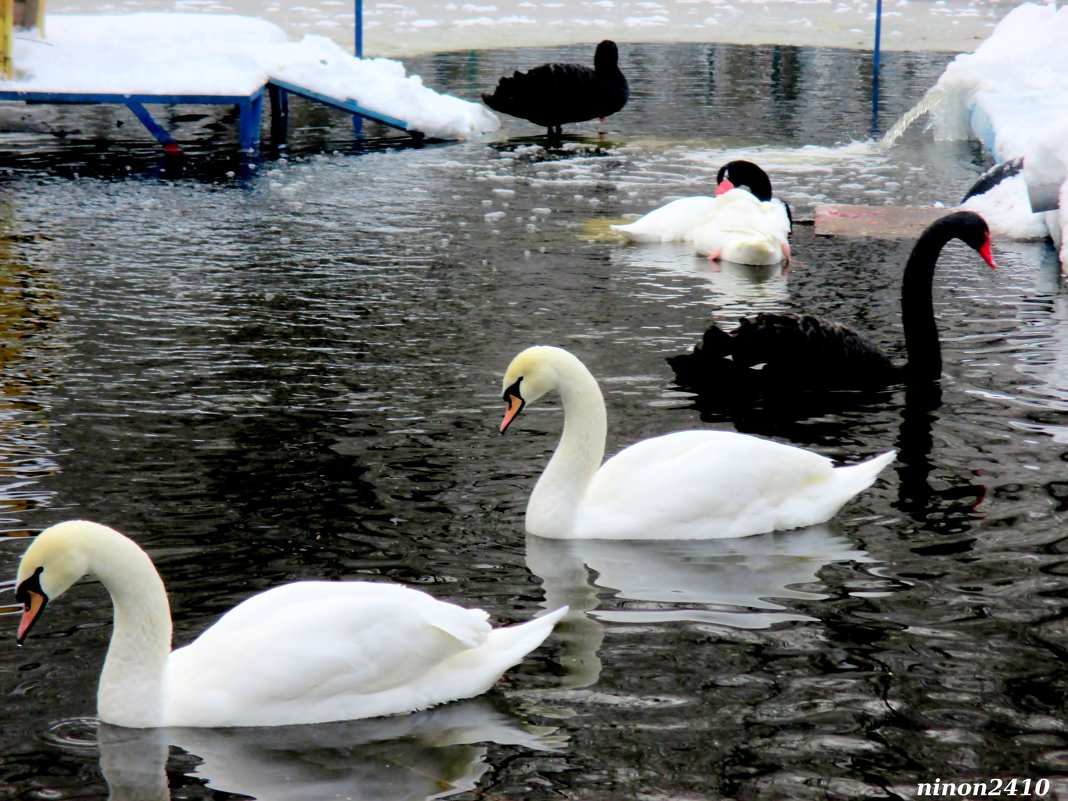 Лебеди на пруду - Нина Бутко