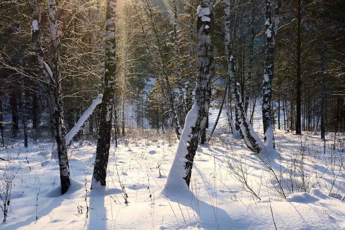 Русский лес зимой. - Андрей 