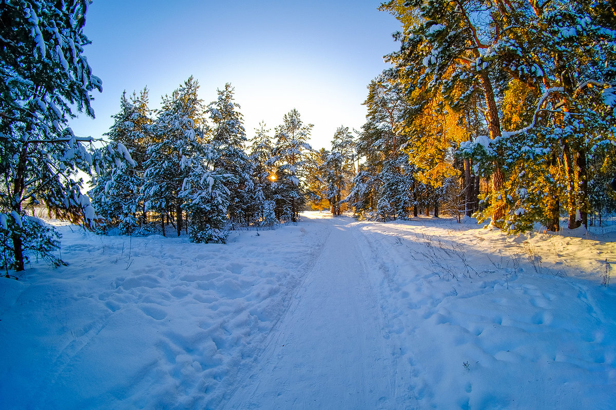 Зимний лес Калуга