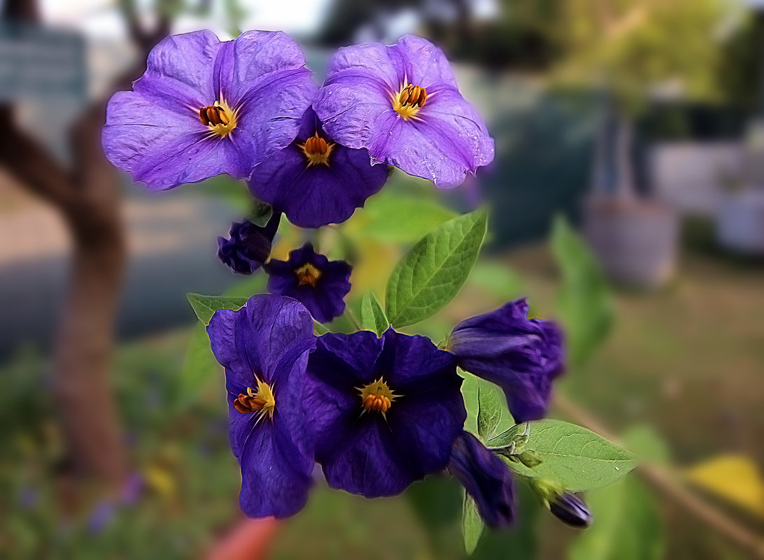 Solanum wendlandii. - Alexander Andronik