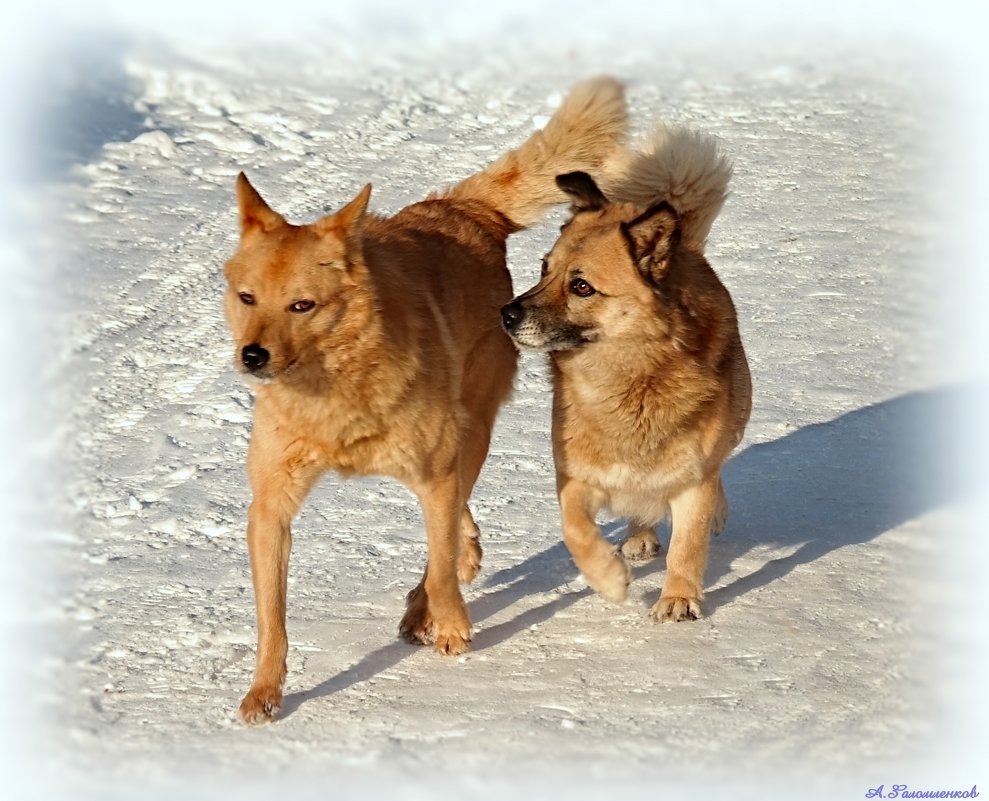 А вы знаете, что бегущие за машинами собаки — это души уволенных гаишников?!  :-) - Андрей Заломленков