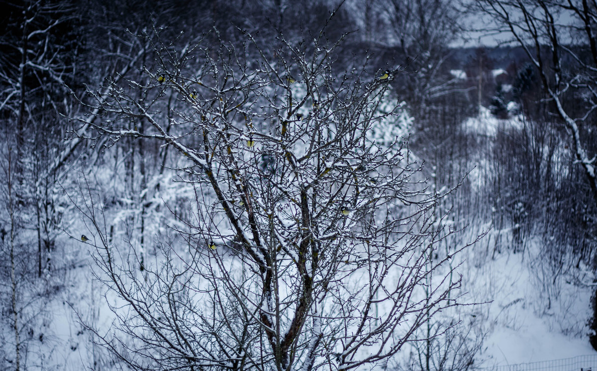 зимние яблоки - Роман Самарский