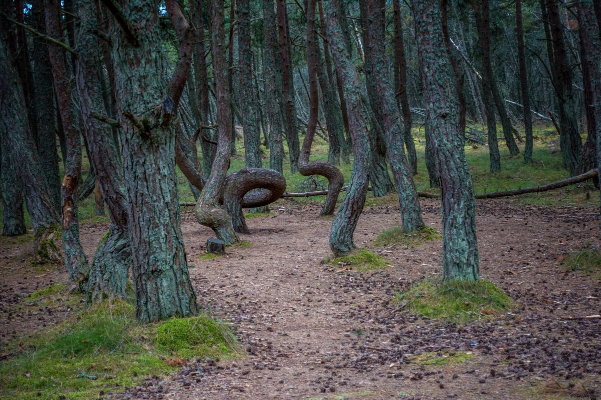 Куршская коса, танцующий лес - Tata Gorbunova