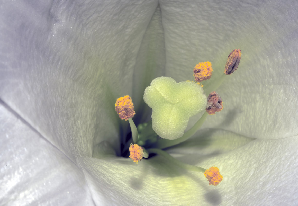 Заглядывание в цветы - Александр Липовецкий