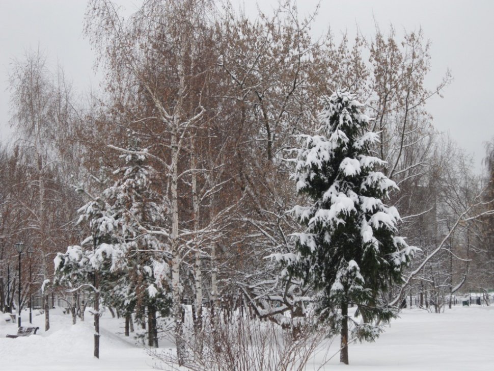 Зима в парке - Дмитрий Никитин