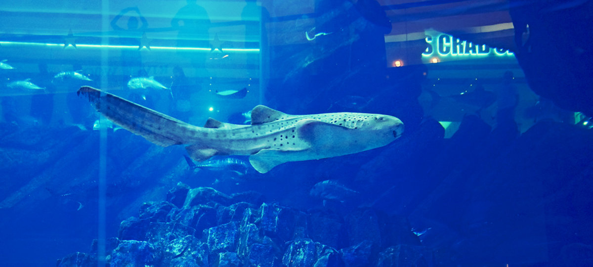 Дубайский аквариум - Alex 