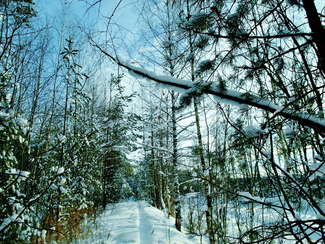 снег на деревьях - Владимир 