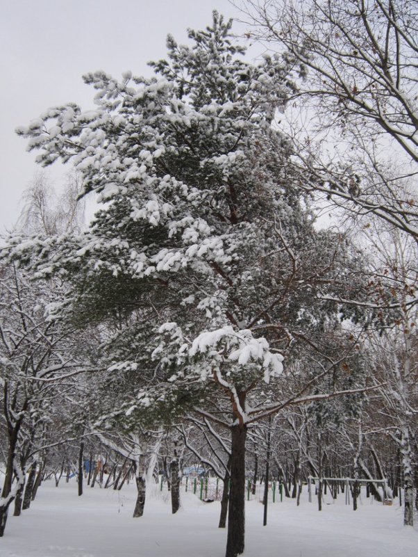 Сосна в снегу - Дмитрий Никитин