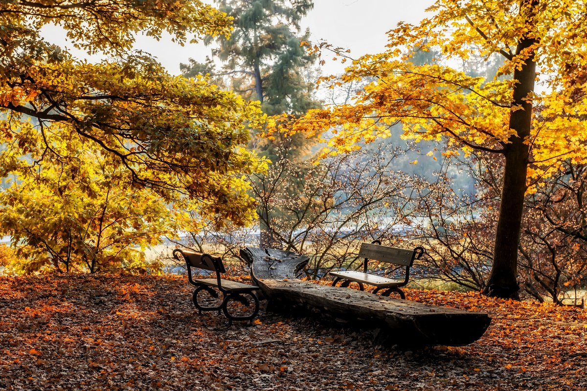 Осень в парке - Dmitry Ozersky