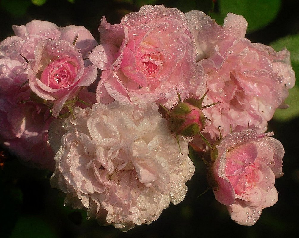 плетистые розы - Лариса Крышталь 