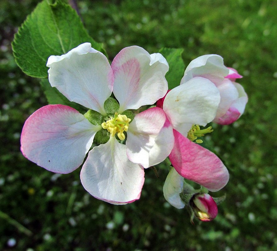 Цветёт яблоня - Leonid Tabakov