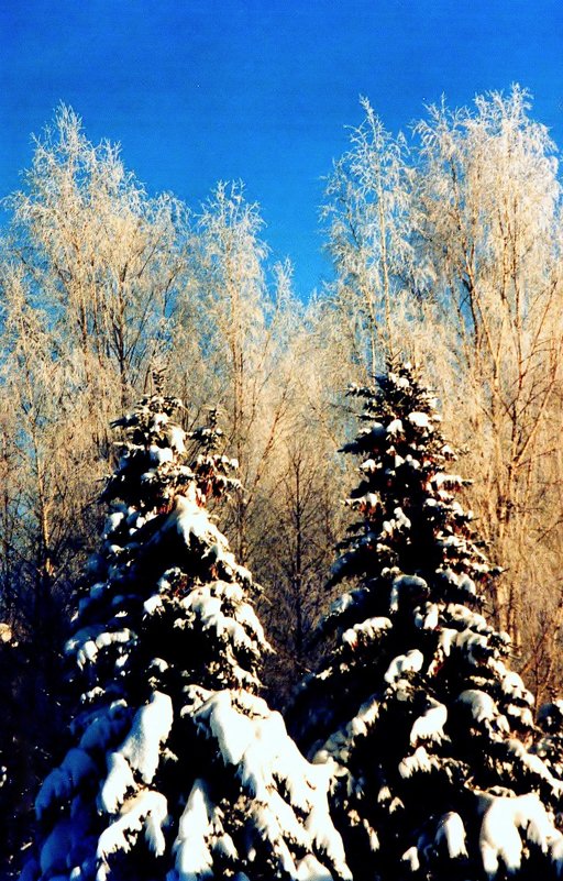 Зимний лес - Leonid Tabakov