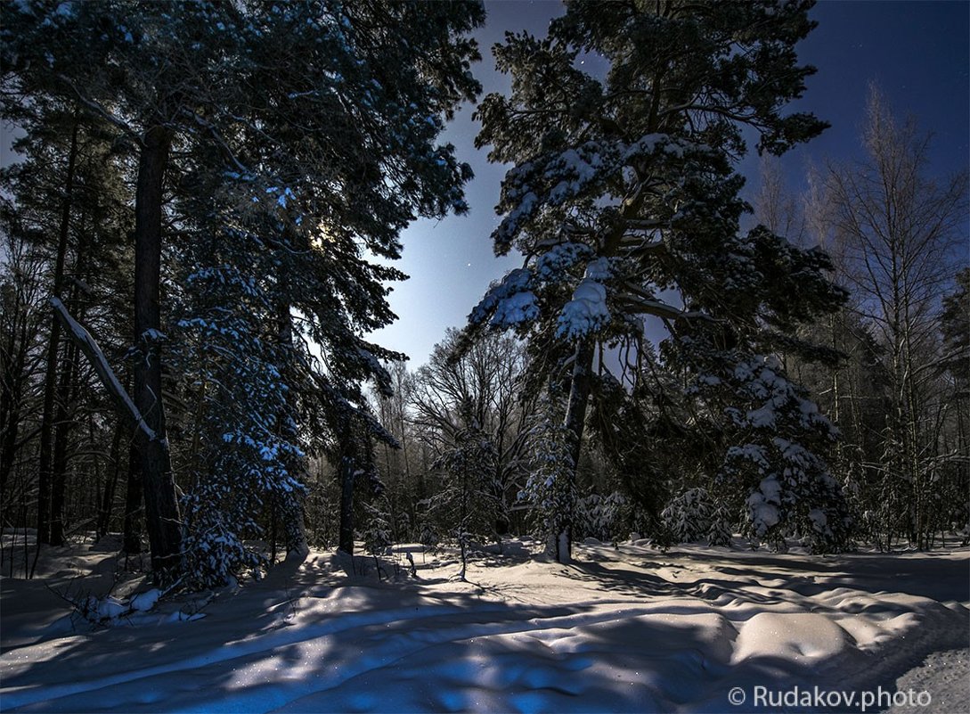 Ночь в зимнем лесу - Сергей 