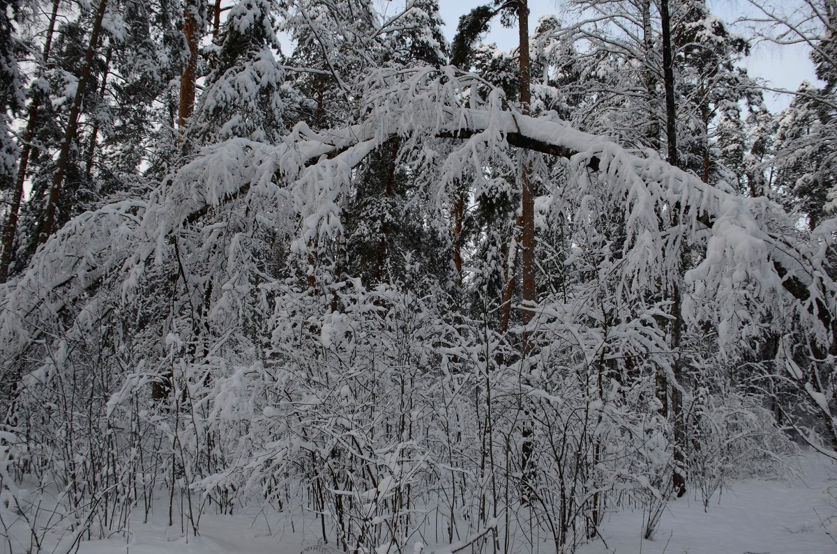 Зима – это чарующее время года, завораживающе чистая природа, окутанная в белоснежные одежды. - Ольга Русанова (olg-rusanowa2010)