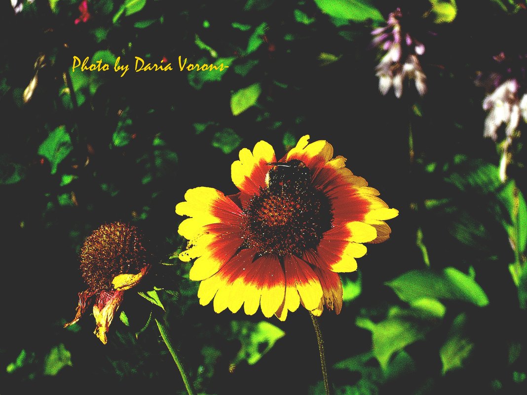 Нектар вкусней на солнечном цветке - Daria Vorons