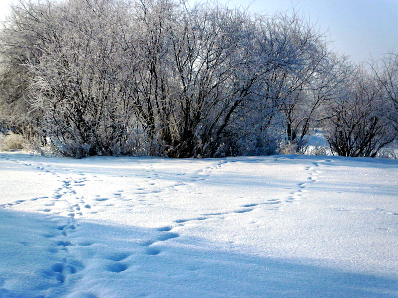 следы на снегу - Людмила 