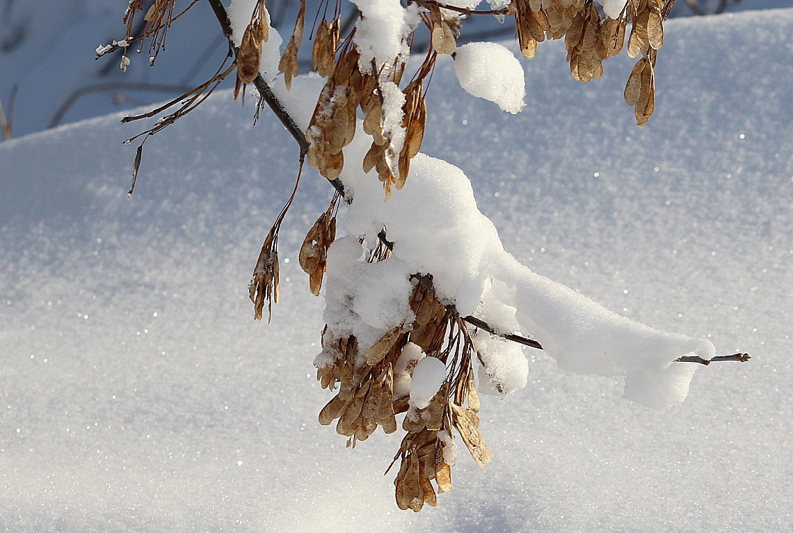Ветки под снегом - жанна нечаева