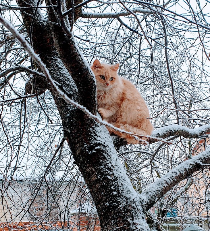 В засаде - Александр Скамо