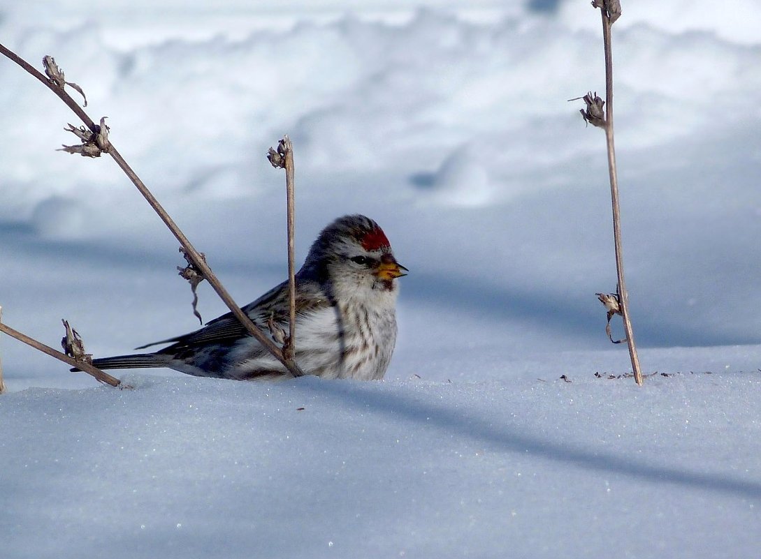 Сегодня,15 января — День зимующих птиц. Чечетка - Ната Волга