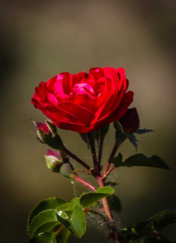 "...Роза красная цвела  гордо и неторопливо. ..." - Андрей Нибылица