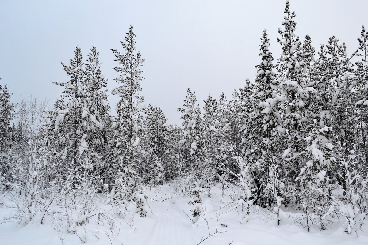 Зимний лес - Ольга 