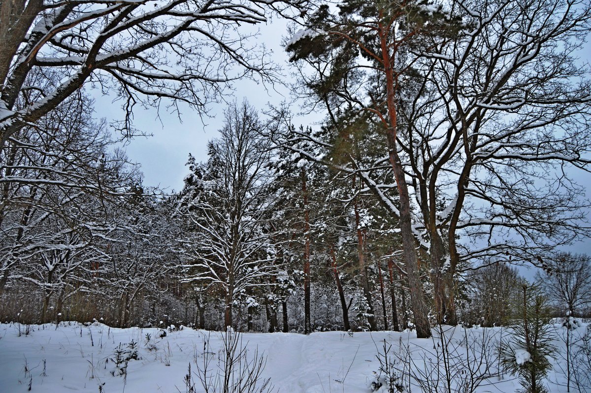 Зимний лес - Vladimir Semenchukov