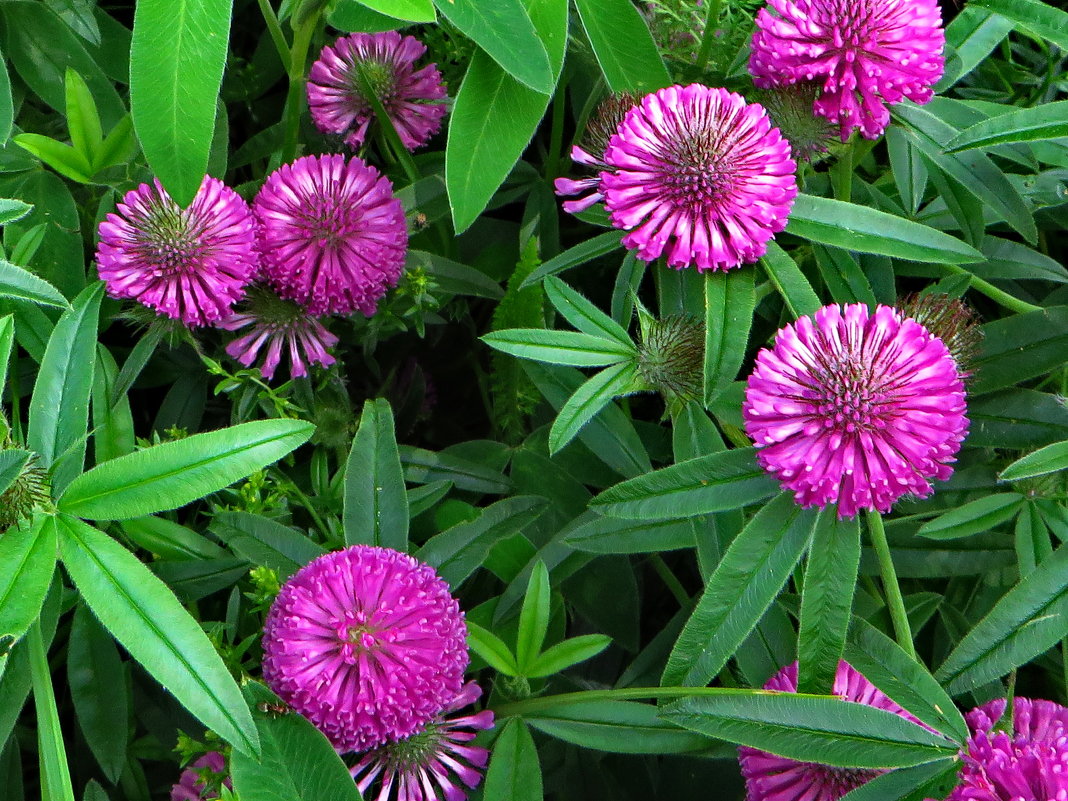 Клевер.Trifolium alpestre L. (семейство Fabaceae)Клевер альпийский. - vodonos241 