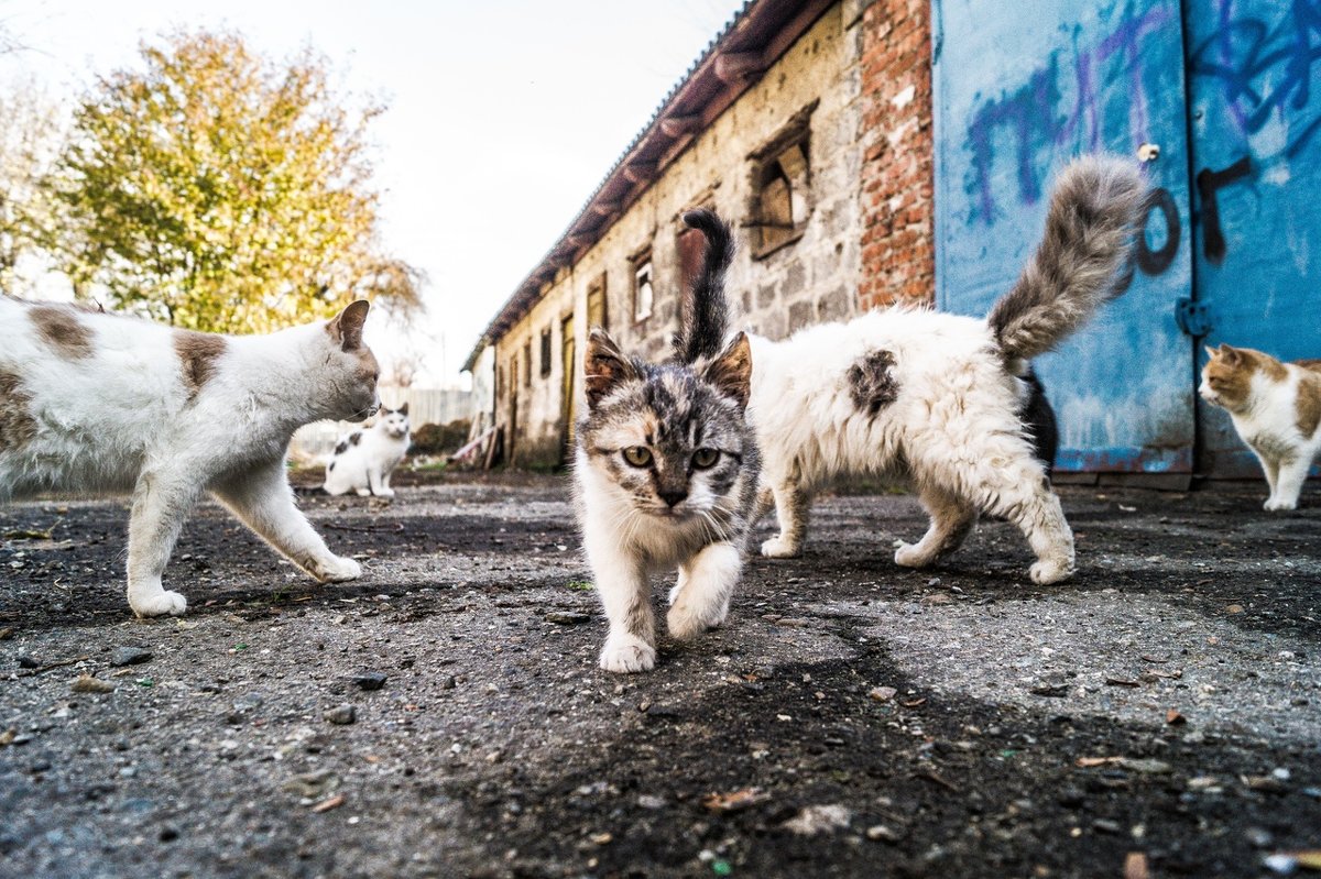 Банда котов - Digradeer Photographer