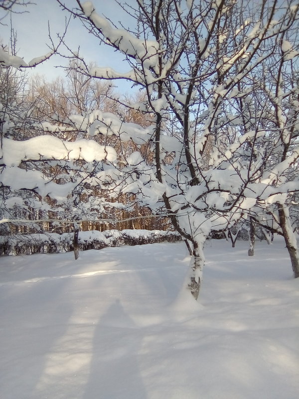 Зимний сад - Эльвира Давлятова
