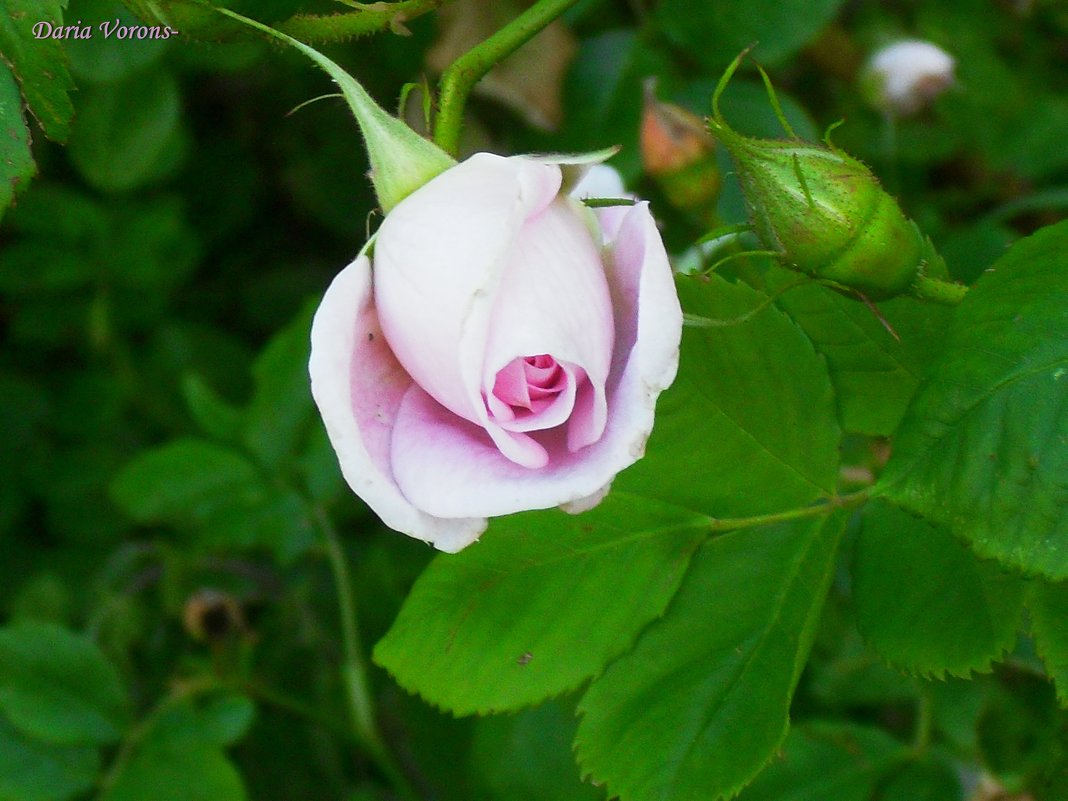 Летняя нежность розы - Daria Vorons
