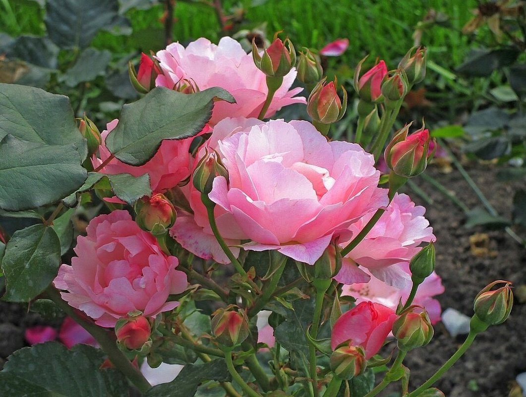 Красавицы розы - Ольга Довженко