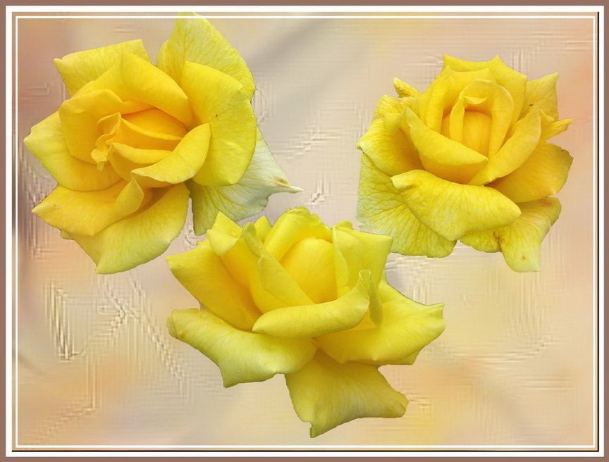Желтые розы - Татьяна Беляева