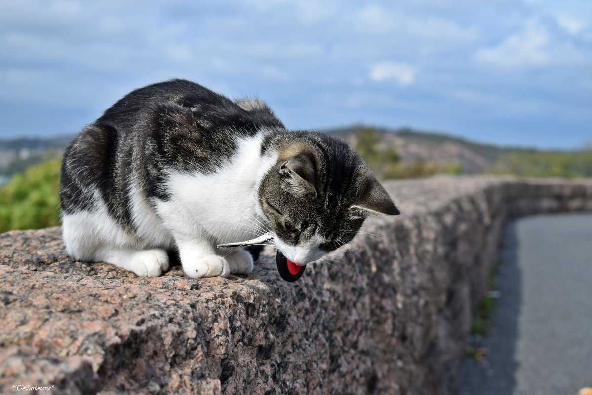 Сидела кошка на заборе в далеком шведском городке..... - Татьяна Ларионова