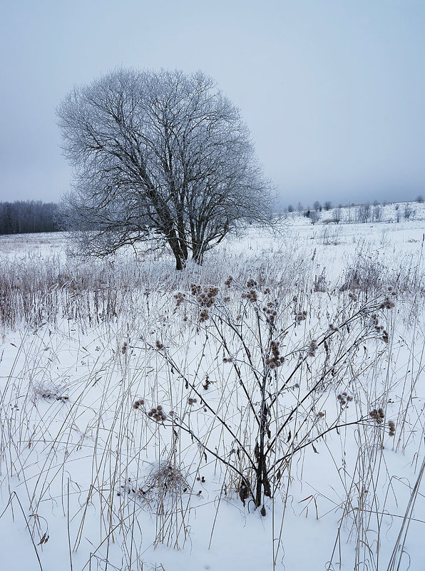Начало зимы в долине Протвы - Сергей Курников