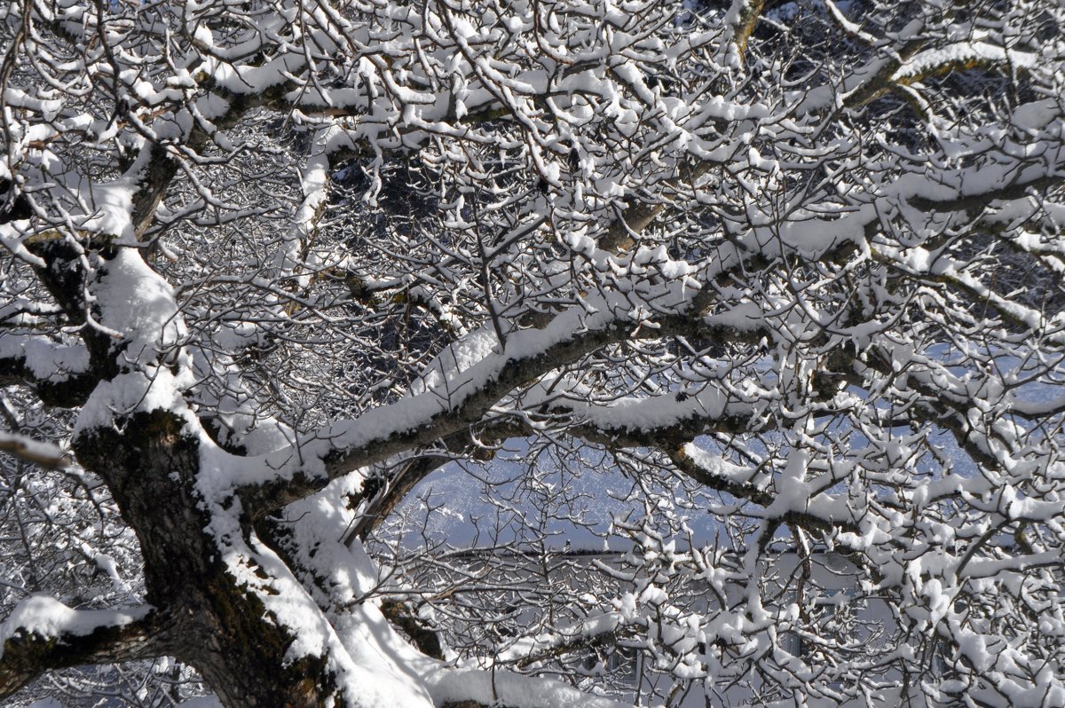 Дерево в снежный солнечный день - Мария Воробьева