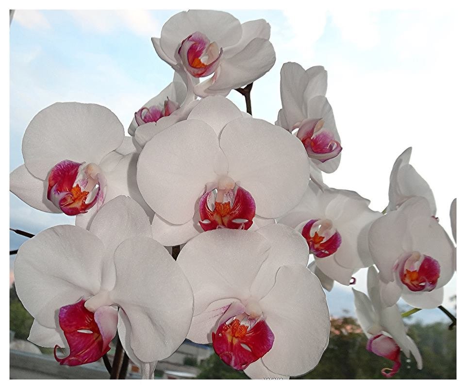 Белая орхидея - Натала ***