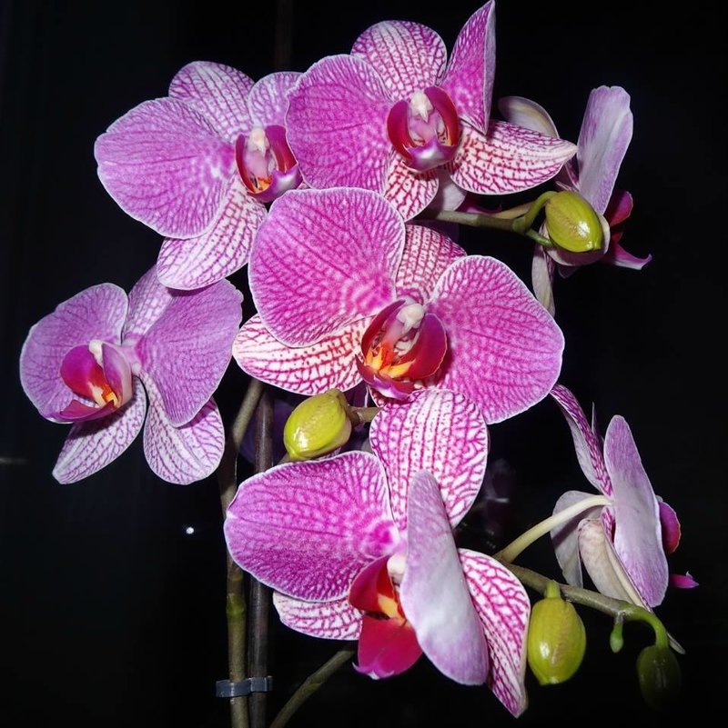 Сиреневая орхидея - Натала ***