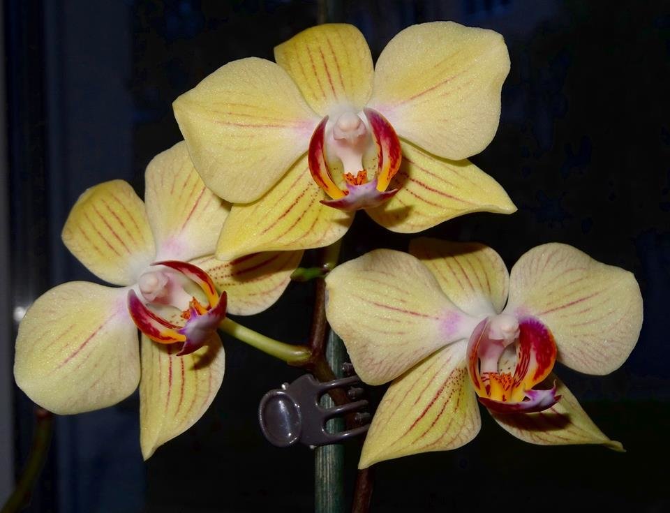 Желтая орхидея - Натала ***