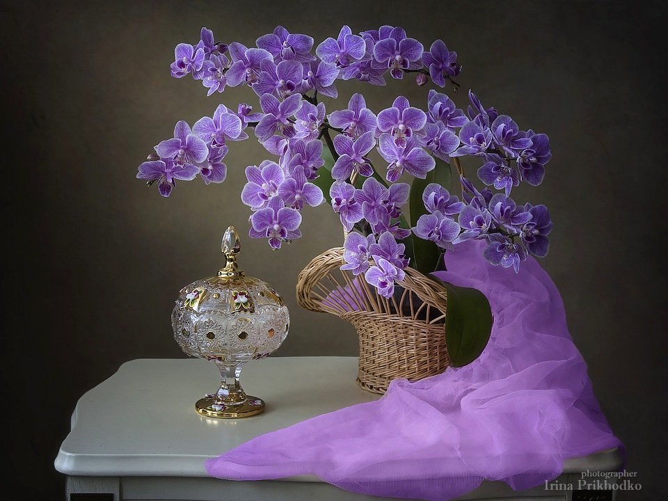 Натюрморт с мини орхидеей - Ирина Приходько