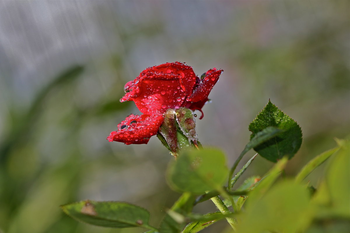роза под дождем - НАТАЛЬЯ 