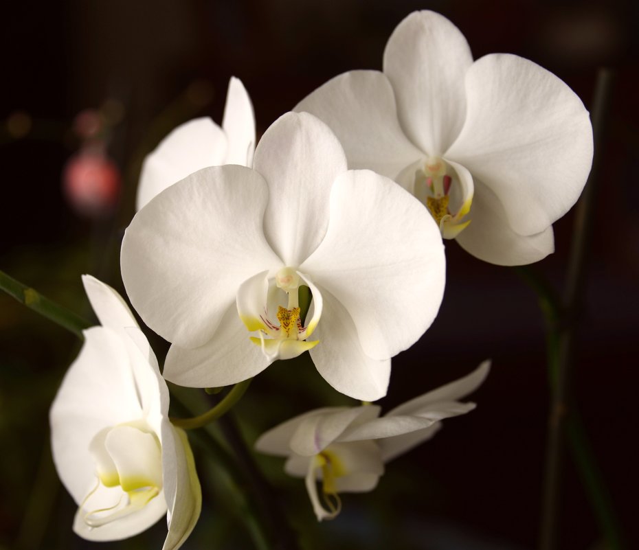 Зимняя орхидея - Генрих 