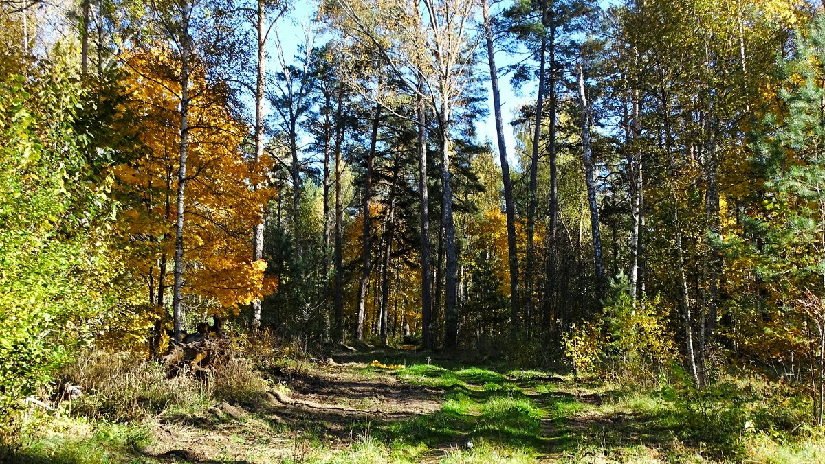 Осенний лес - Милешкин Владимир Алексеевич 
