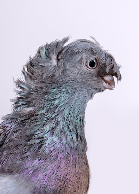 Голова породистого узбекского двухчубого голубя - Павел Сытилин