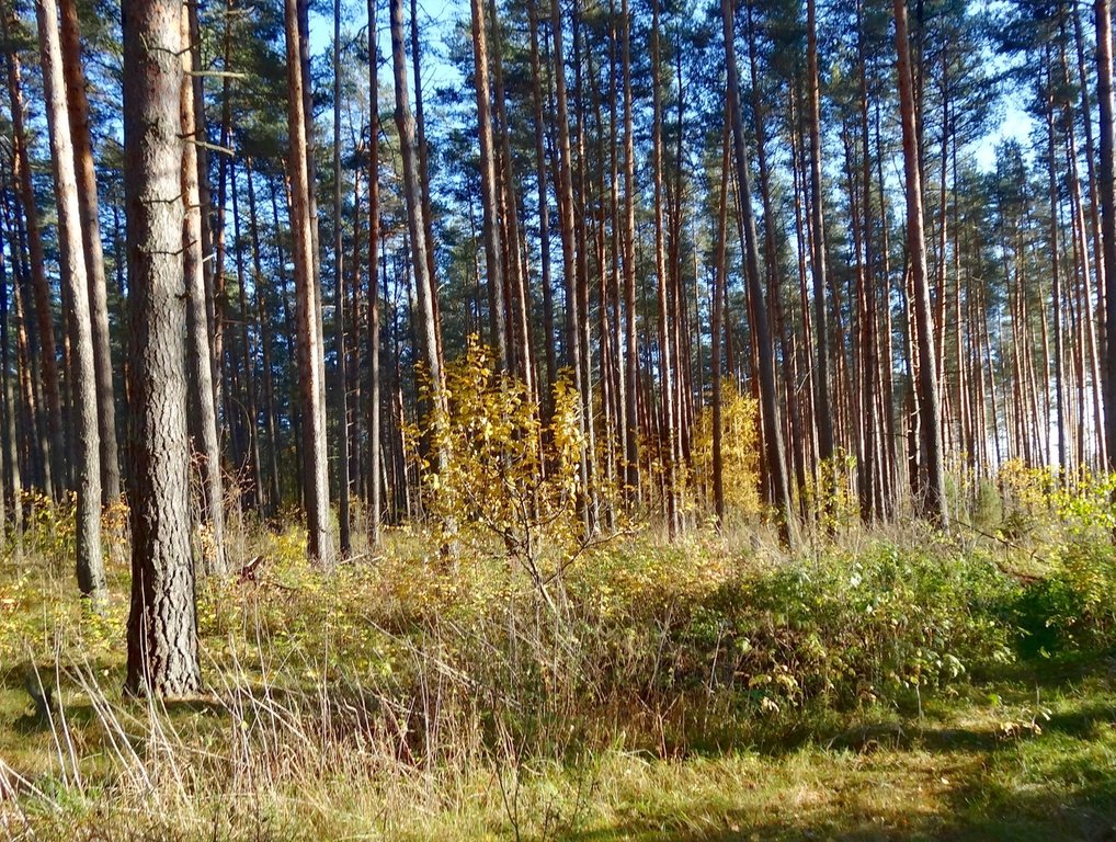 Осенний лес( октябрь) - Натала ***
