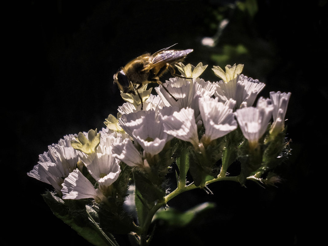 Пчела на статице - Дарья Лаврухина