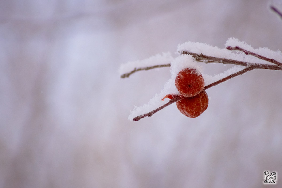 Снежные зарисовки ❄ - Владислав Левашов